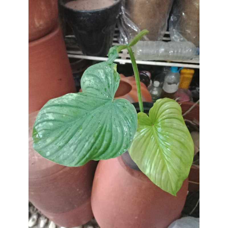 Philodendron Mamei