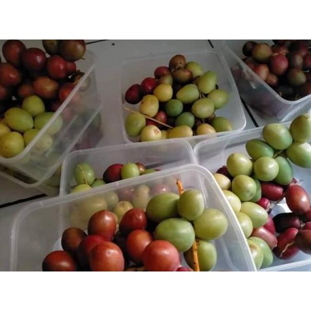 

KURMA MUDA PROMIL KEMASAN 1000 GRAM, KUNING, MERAH & HIJAU (KODE 688)