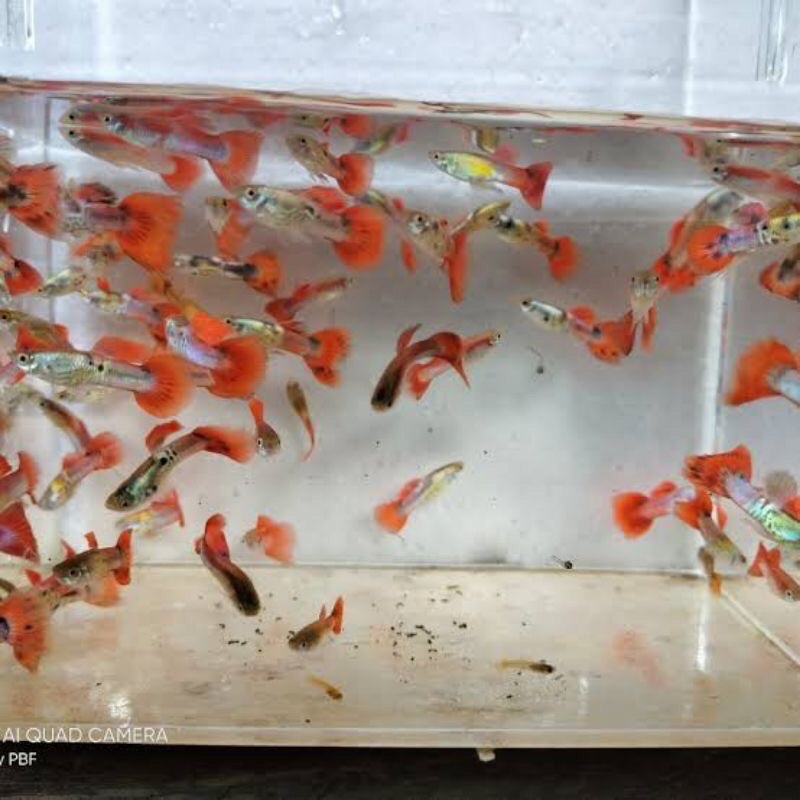 paket ikan guppy cendolan isi 10 ekor
