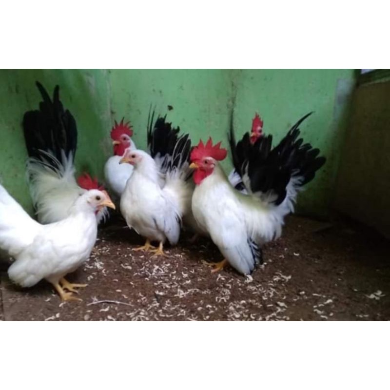 Ayam Kate Chabo BlackTail