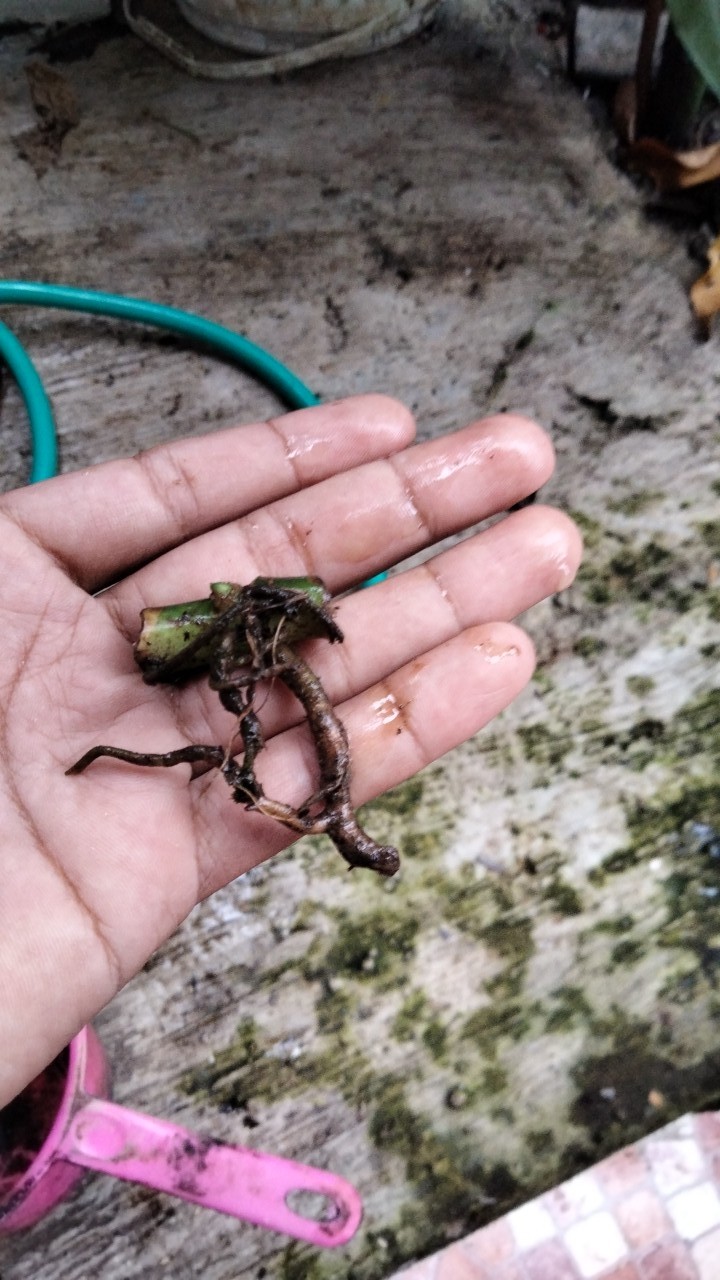 Jual Bonggol Janda Bolong Asli Bukan Tipu2-bonggol Monstera Janda Bolong