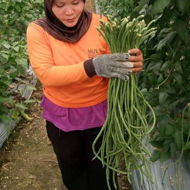 20 Biji - Benih Kacang Panjang KANTON TAVI Tahan Virus