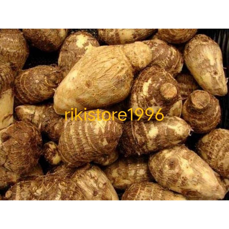 

jual Umbi talas pulen segar 1 kg