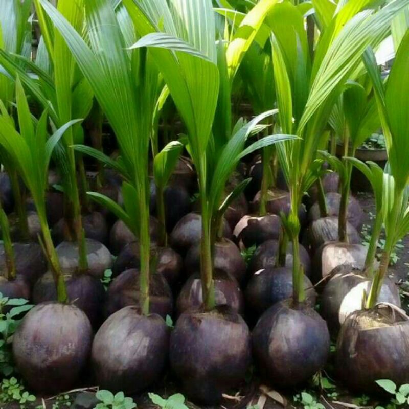 Bibit kelapa wulung / kelapa hijau wulung / kelapa ijo asli