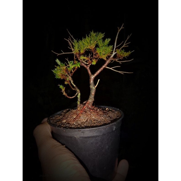 shito bonsai cemara jadi