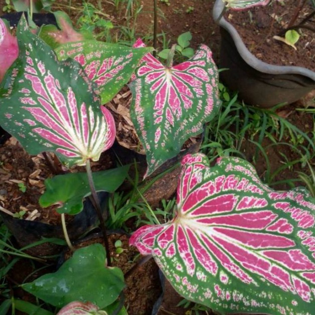 Tanaman Hias Daun Keladi Wayang Pola Batik Unik Bibit Daun ...