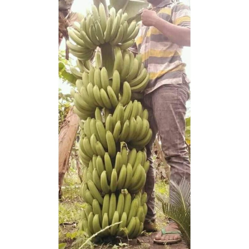 Bibit Pisang Ambon Super