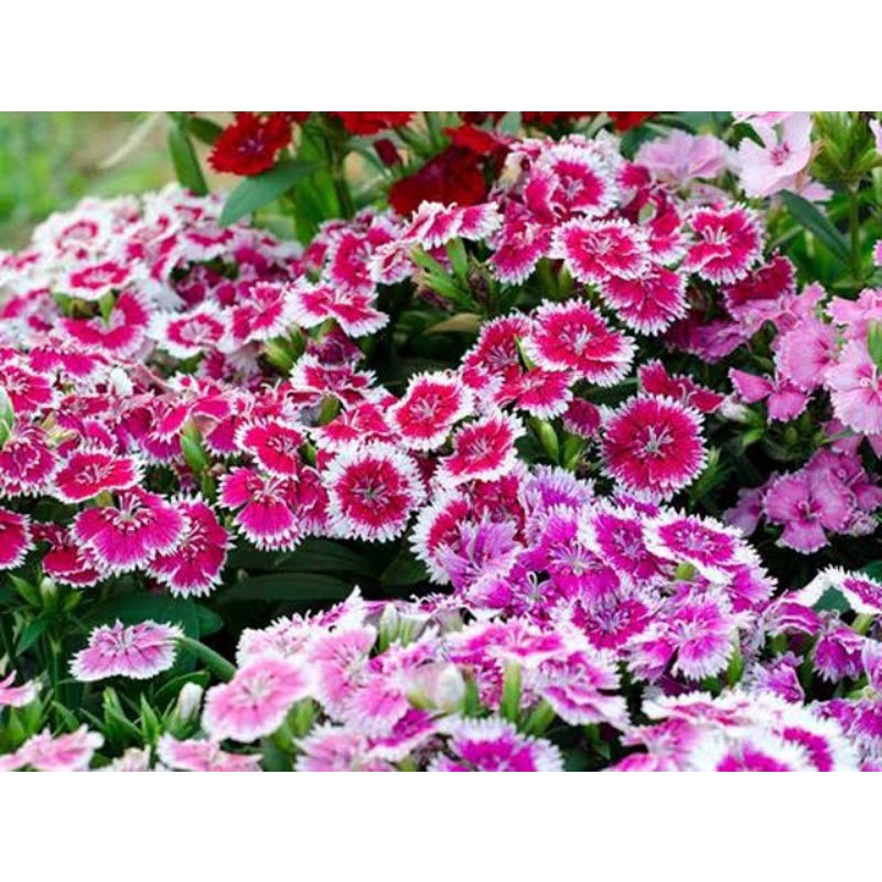 Benih Bibit Bunga Dianthus Sweet William Bunga Anyelir