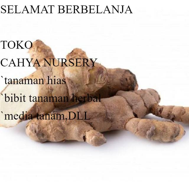 

PROMO Kunyit putih 1000 gram basah segar temu kunir/ currcuma zedoria siap ambil