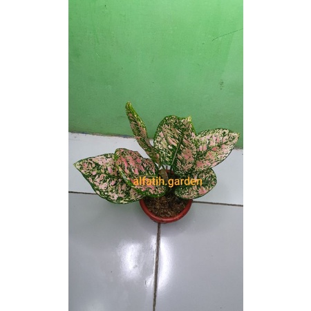 Tanaman hias aglonema ruby fanta