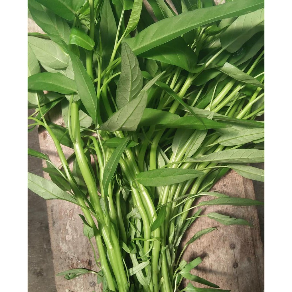 

Kangkung Konvensional