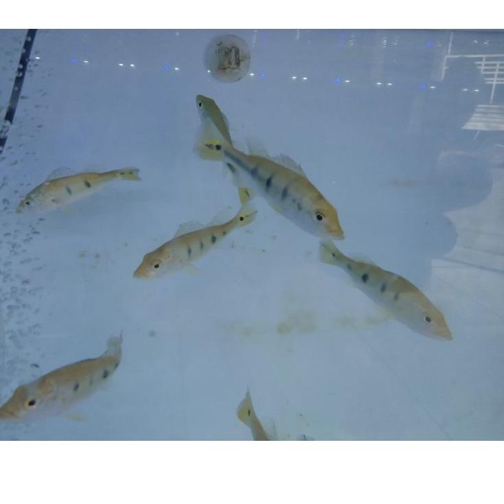 Murah Trending PBASS MONO / PEACOCKBASS MONOCULUS