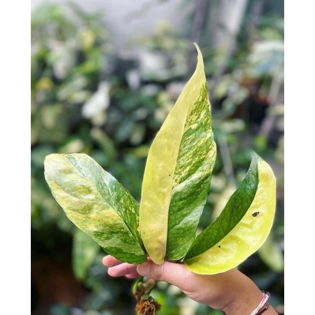 epipremnum cebublue varigata yellow (super rare) #epipcebubluevarigata #cebubluevarigata #cebublueva