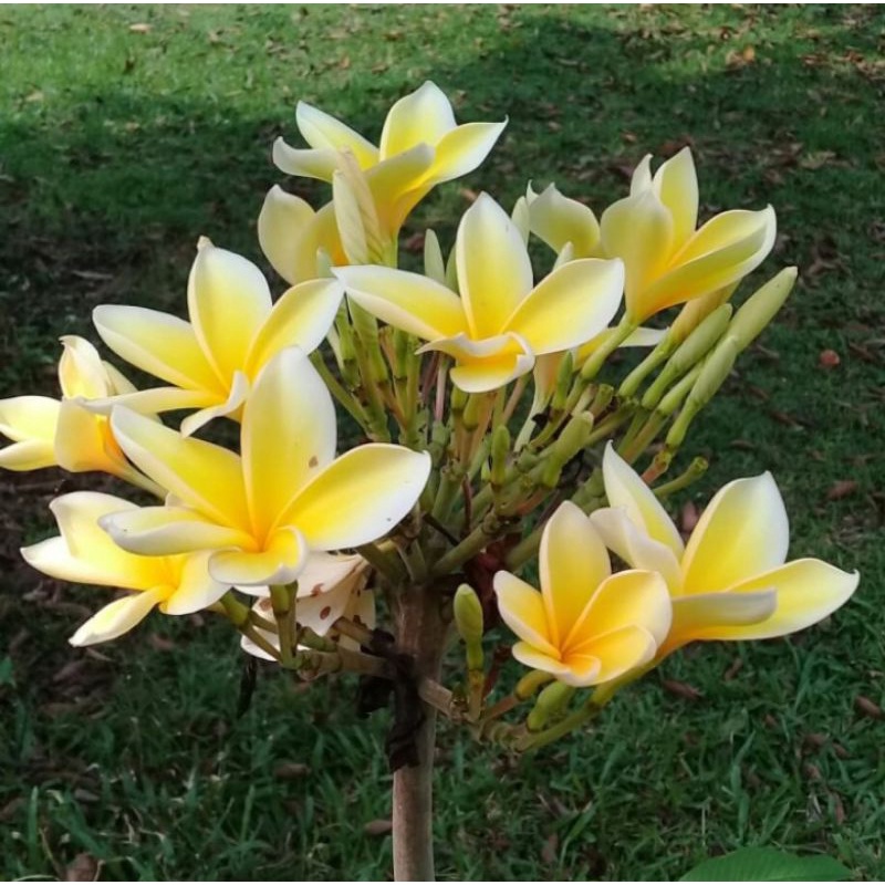 tanaman kamboja bali bunga kuning tinggi 1 meter pohon kamboja