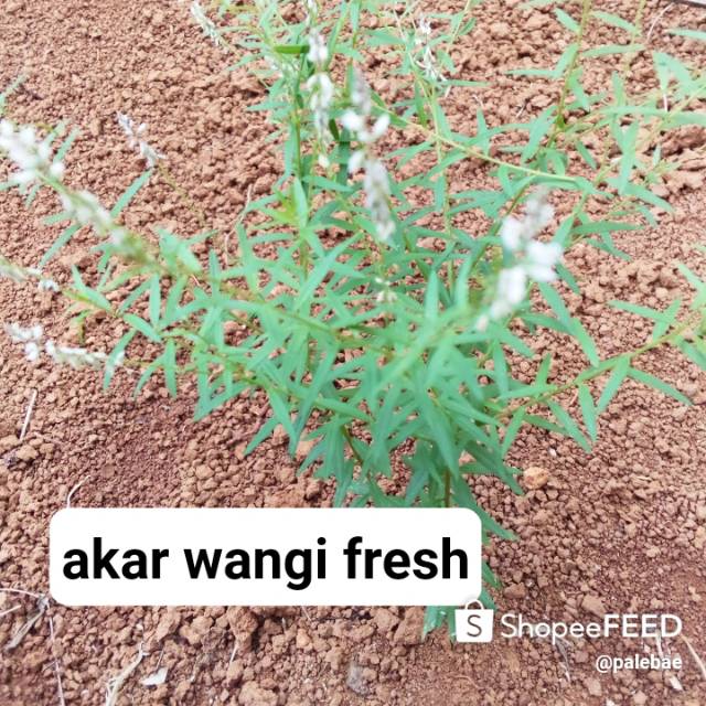 

akar wangi balsem-herbal (polygala paniculata) 100 gram