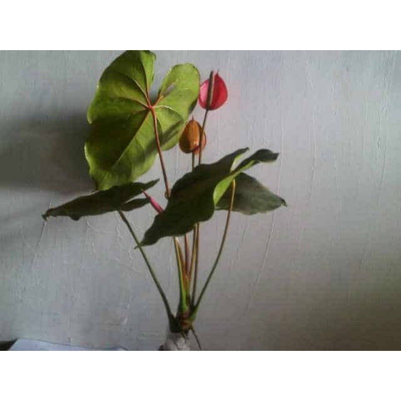 Anthurium Bunga Besar - ( Lokal - Batu )