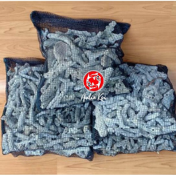 

Karang Jahe Plus Jaring Isi 2 Kg