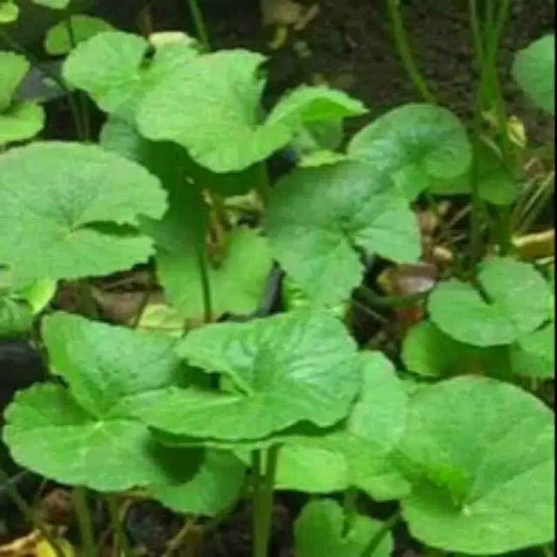 

tanaman pegangan segar