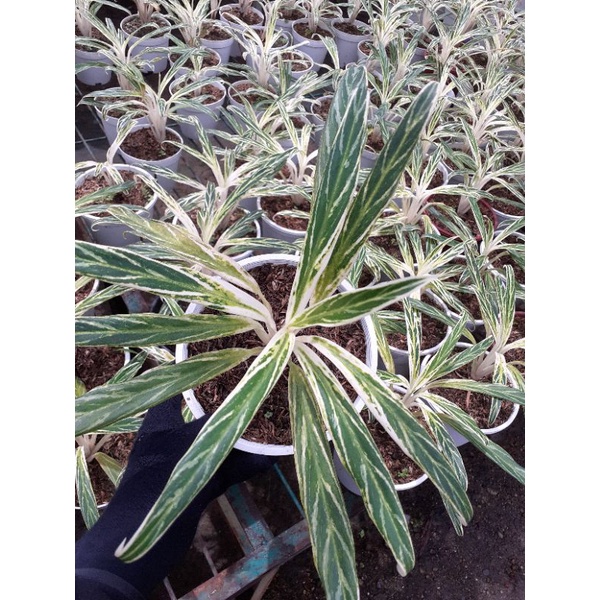 AGLONEMA BAMBOO BAMBU