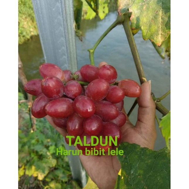 bibit anggur impor varian taldun