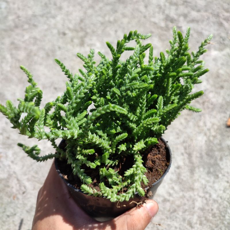 Crassula muscosa/ Crasulla Watch Chain/ Crasulla