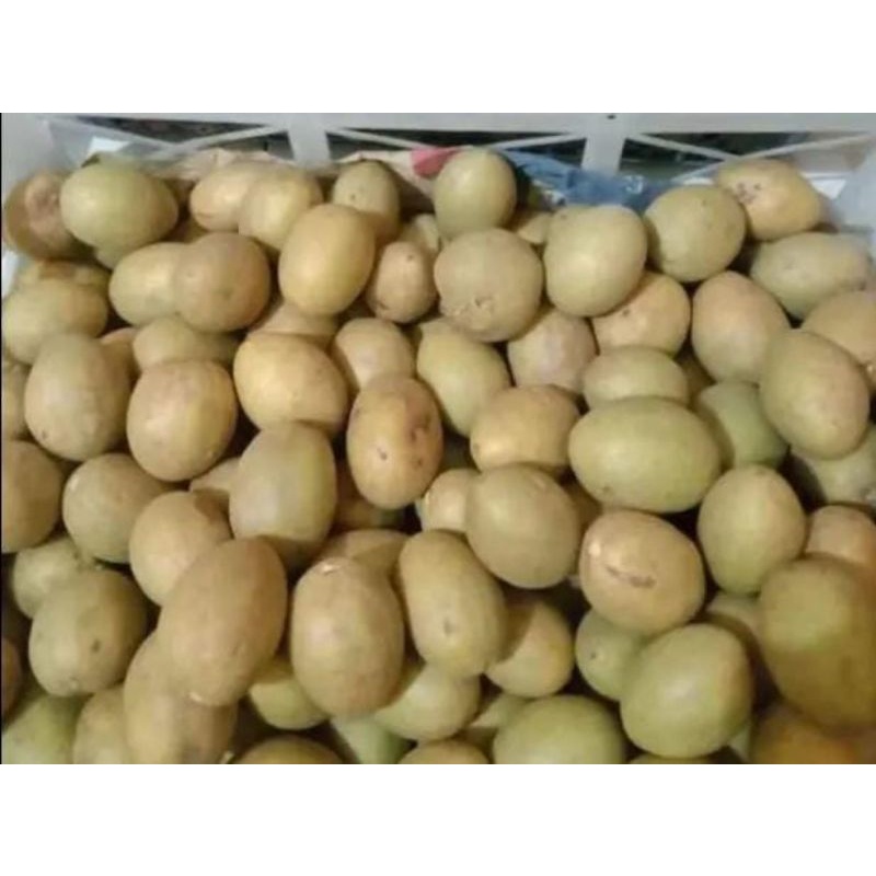 

sawo madu harga 1 kg