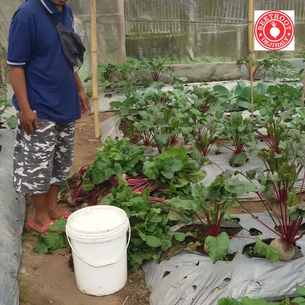 Buah Fresh Buah Bit Buat Ibu Hamil Bit Merah Bagi Kesehatan Buah Bit Organik 1 Kg FRESH