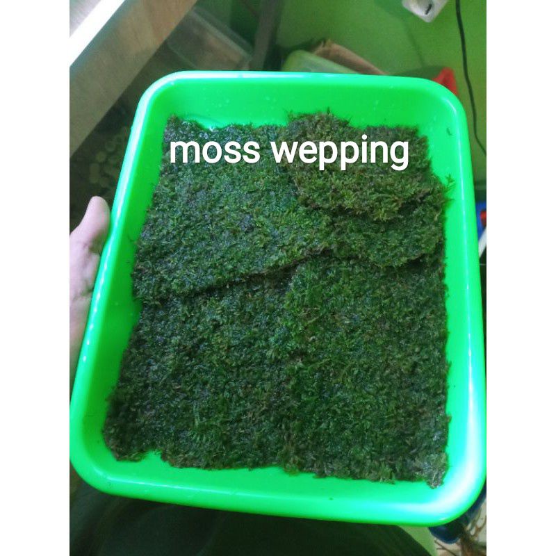 moss  wepping aquascape