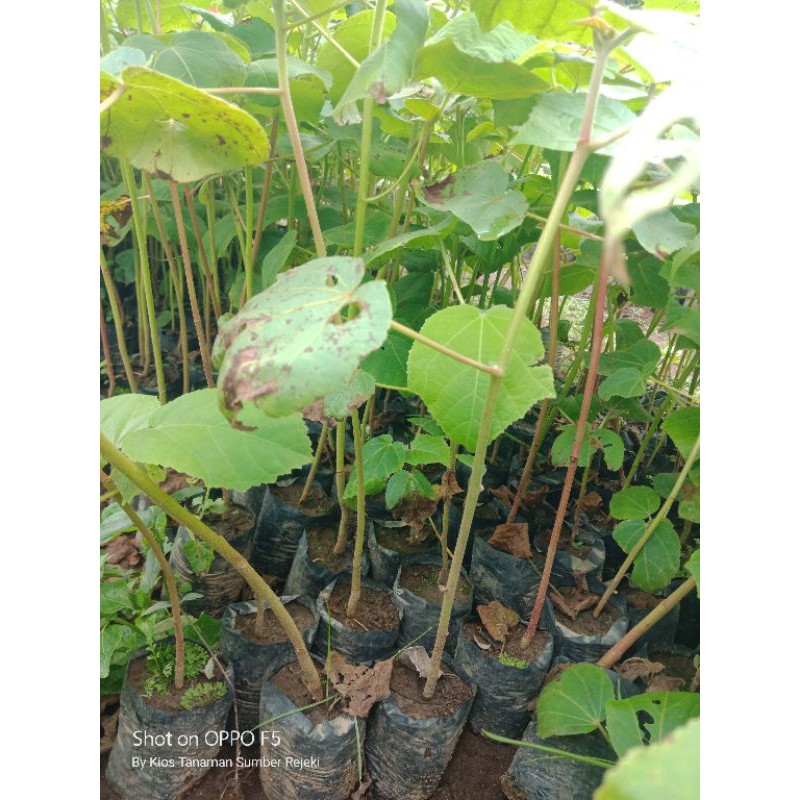 Bibit Kayu Balsa Kayu Ringan Shopee Indonesia