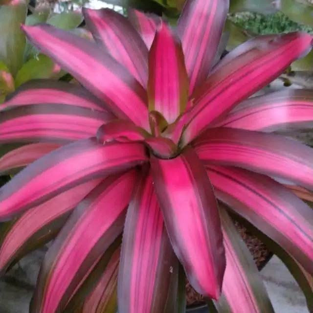 pohon bromelia tricolor big leaf