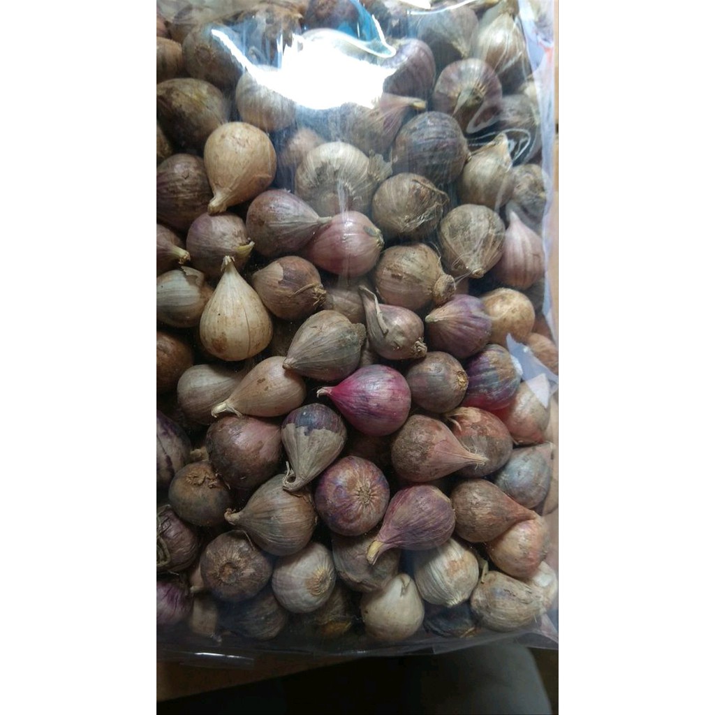 

Bawang tunggal Import Best Quality
