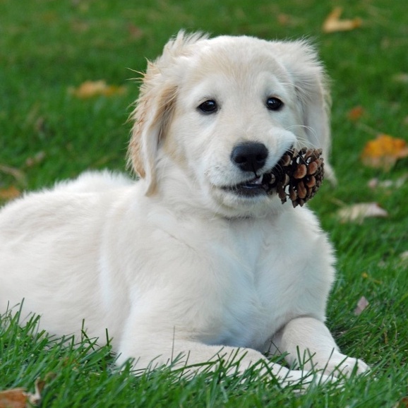 Biji pinus Pine Cone Mainan gigit hewan Hamster Kelinci Chew Pet Toy Bunga pinus Dekorasi pinecone