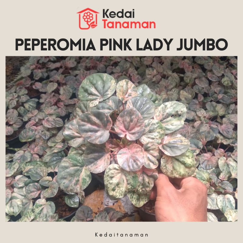 Tanaman Hias Bunga Peperomia Pink Lady Jumbo / Dewasa - Bunga Peperomia Caperata Pink Lady Jumbo