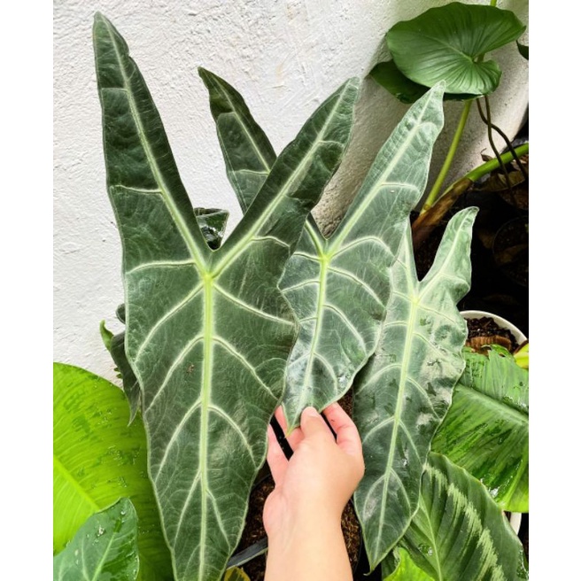 Alokasia Longiloba/Alokasia Kelinci