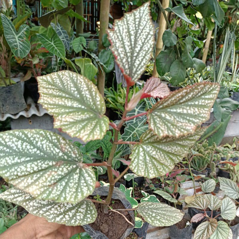 promo Begonia..siver