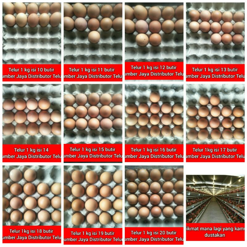 

Telur Ayam (hasil peternakan)