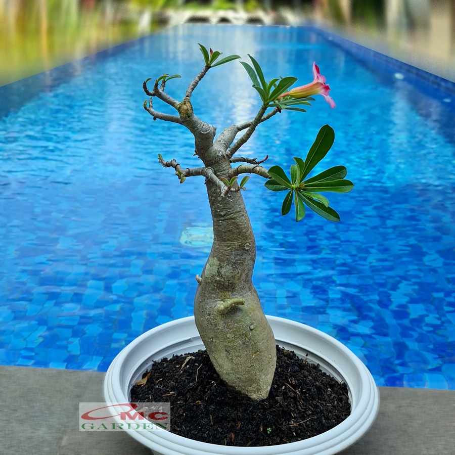 Bonsai Adenium Arabicum Obesum Kamboja Jepang Bonsae Tanaman Hias B-KJ-002