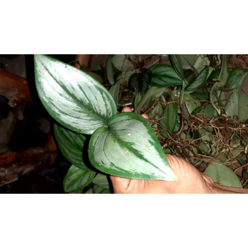 scindapsus treubii moonlight(sirih susu)