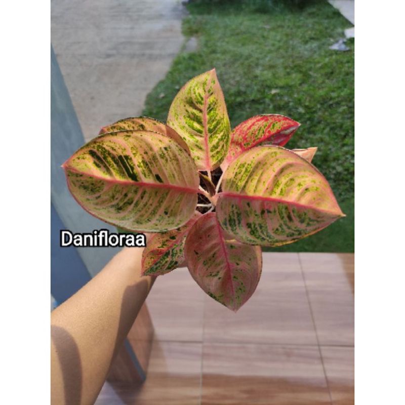 Aglonema Romantic Love Ori