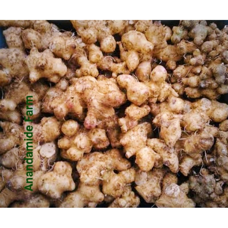 Umbi Dewa Organik /  Umbi Samsit