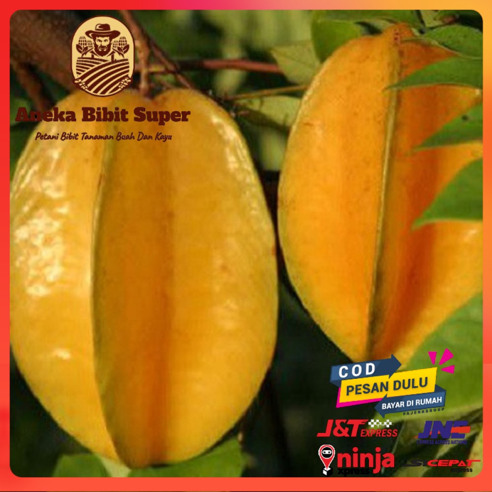 Bibit Belimbing Madu