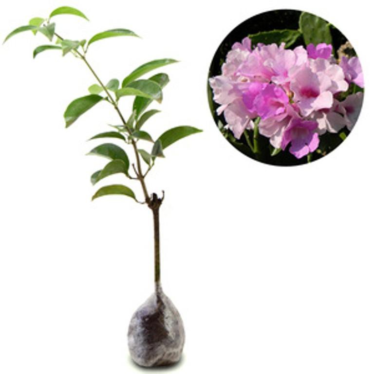 Tanaman Garlic Vine Pink