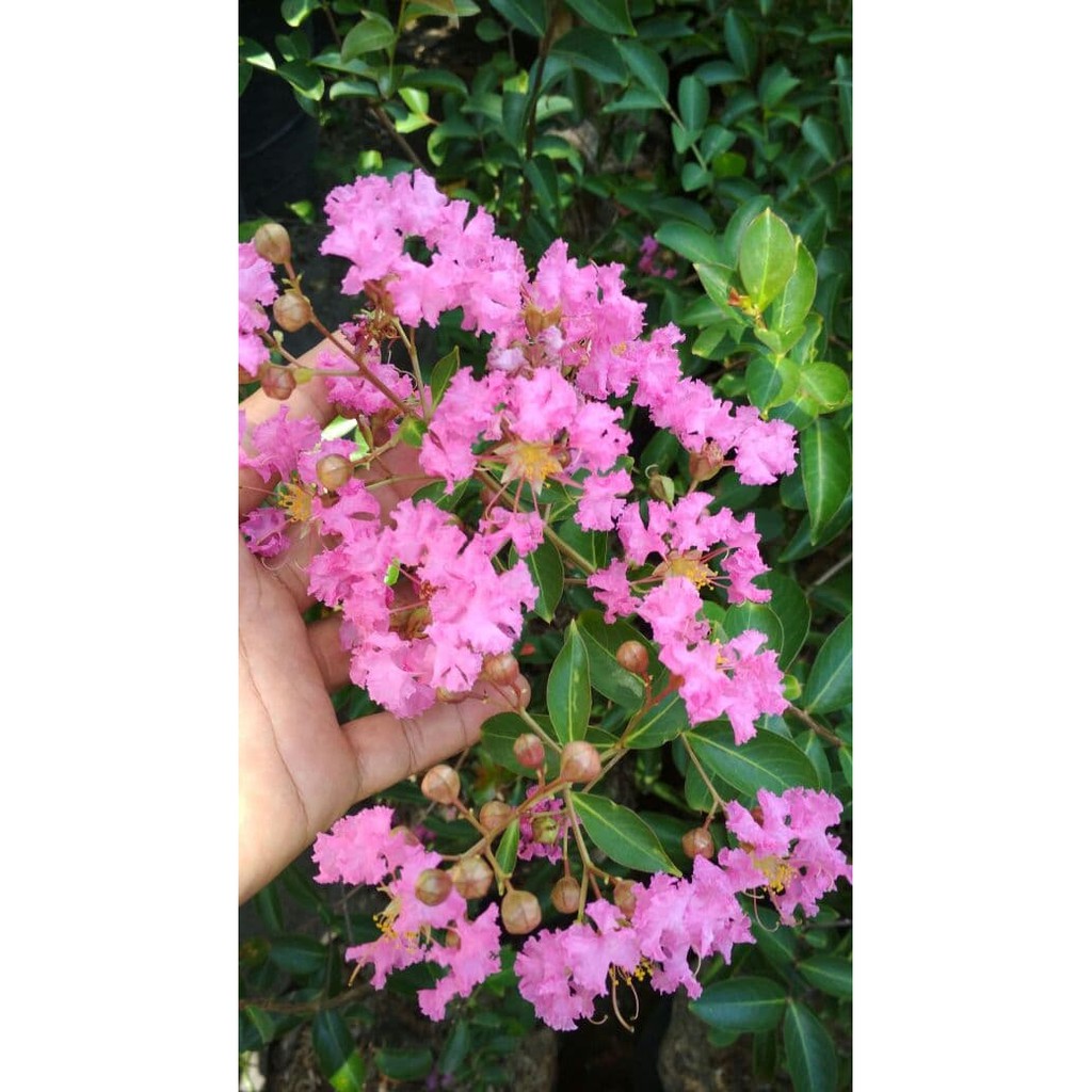 Bibit Bunga Sakura