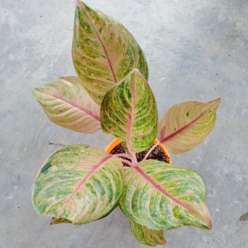 aglonema red imelda