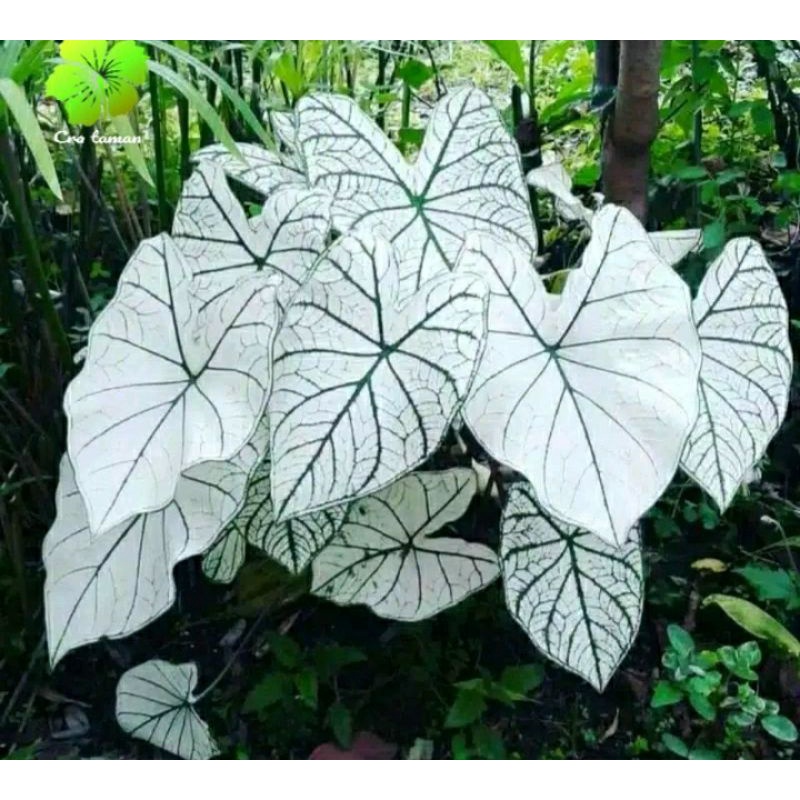 Tanaman hias,  talas hias Caladium white star