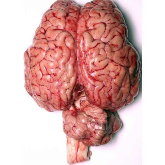 

otak sapi fresh 1000 gram