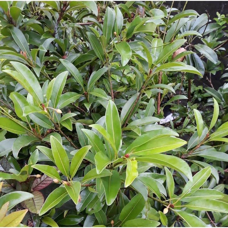 Bibit Sawo MANILA Okulasi Cepat Berbunga