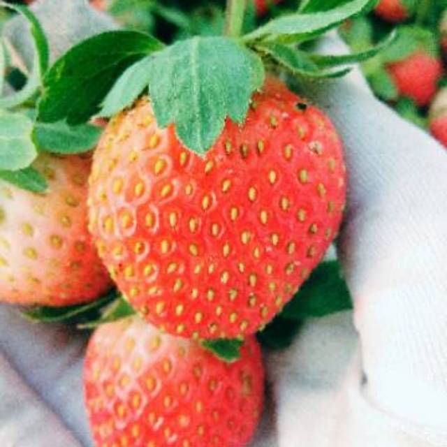 

Strawberry Korea grade B. (설향 딸기 B 급)