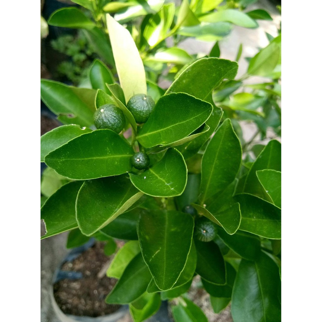 *L&* SUDAH BERBUAH BIBIT TANAMAN BUAH JERUK KIP - LEMON CUI - KASTURI - JERUK KUNCI - KITNA SONGKIT