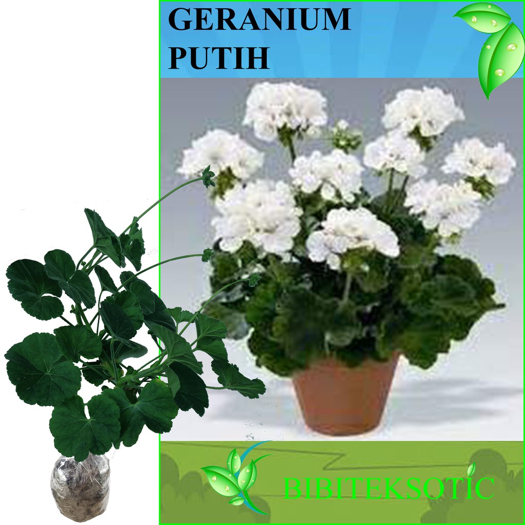 Tanaman White Geranium